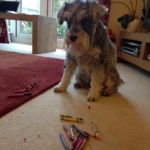Naughty Fergus