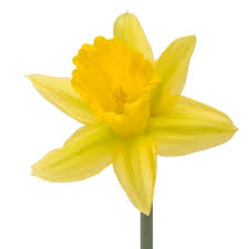 Daffodil