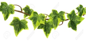 Ivy