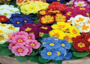 Primrose