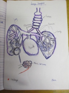 lungs